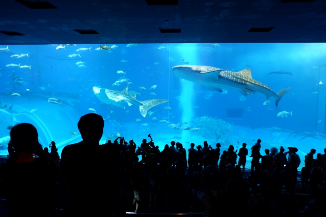 美ら海水族館