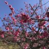 名護桜まつりの緋寒桜