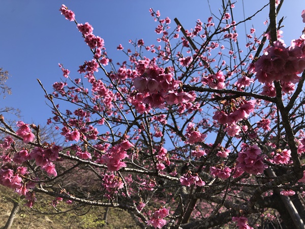 名護桜まつりの緋寒桜