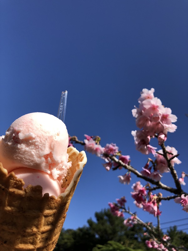 緋寒桜とサクラアイスクリン