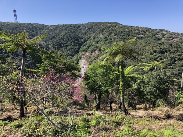 緋寒桜とヒカゲヘゴの南国風景