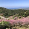 名護桜まつりの緋寒桜