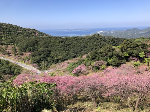 名護桜まつりの緋寒桜