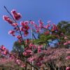 緋寒桜とヒカゲヘゴの南国風景