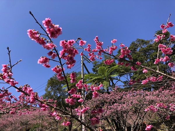 緋寒桜とヒカゲヘゴの南国風景