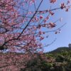 名護桜まつりの緋寒桜