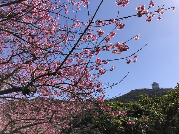 名護桜まつりの緋寒桜