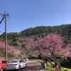 名護桜まつりの緋寒桜