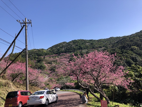 名護桜まつりの緋寒桜