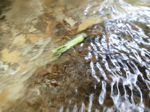 ハラビロカマキリ潜水中